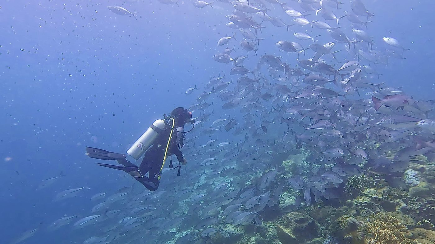 School of fish