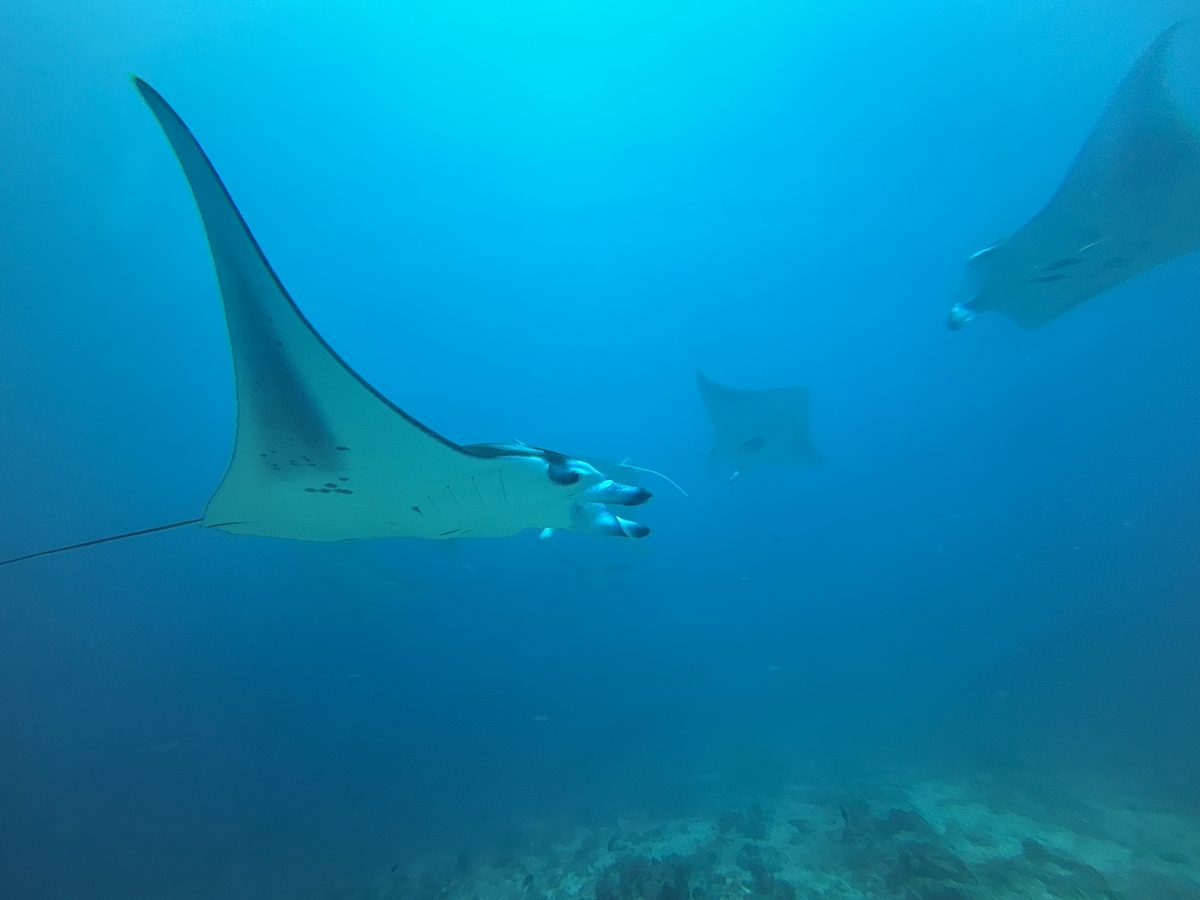 Manta rays