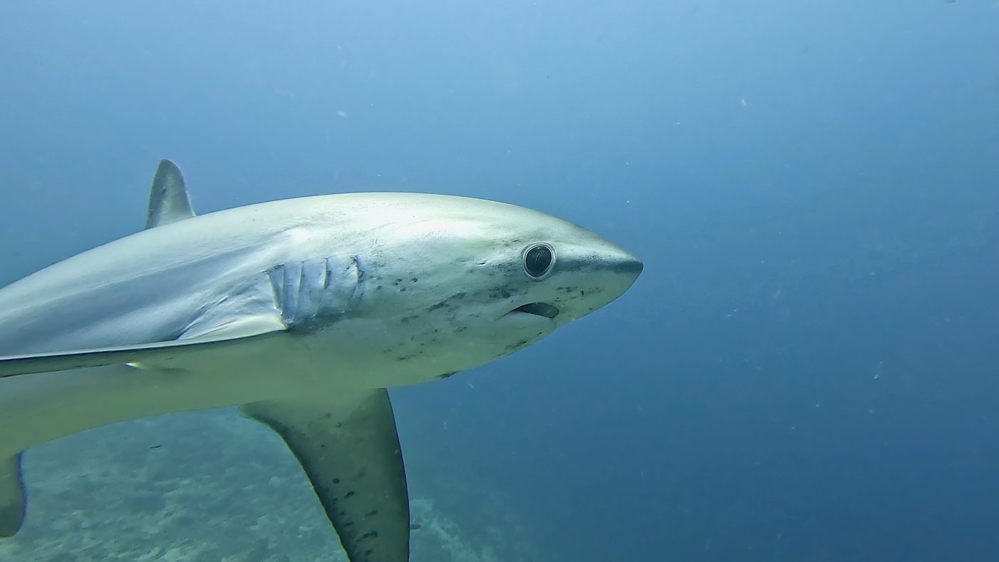 Shark encounter